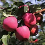 Власний аграрний бізнес по вирощуванню вишні, яблука, полуниці, малини, ожини, смородини, лохини, загальною площею 1 тис. га
